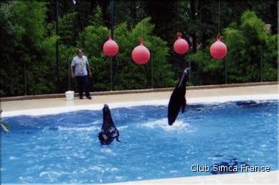 Spectacle d'otaries